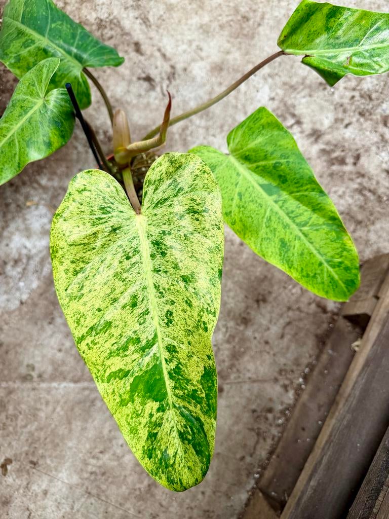 Philodendron Whipple Way Mint P15, Ophalen of Verzenden