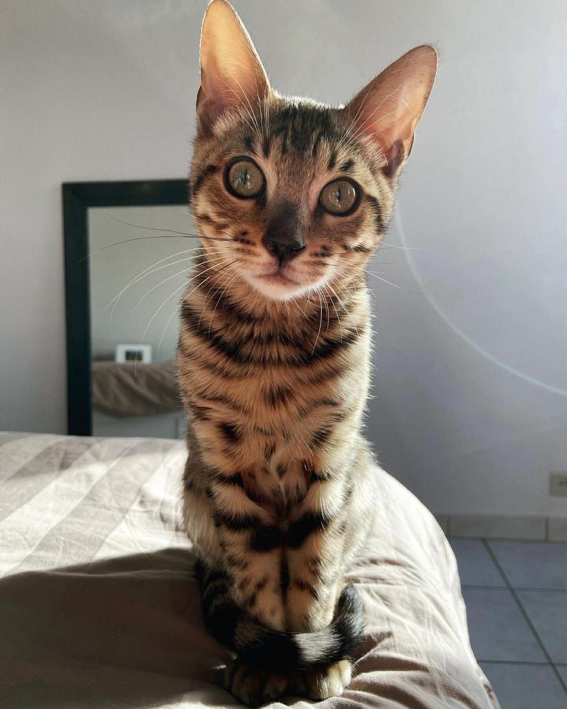 Bengaal kater, Dieren en Toebehoren, Katten en Kittens | Raskatten | Korthaar, Kater
