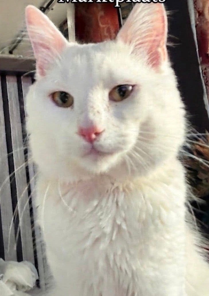 Katkat, Dieren en Toebehoren