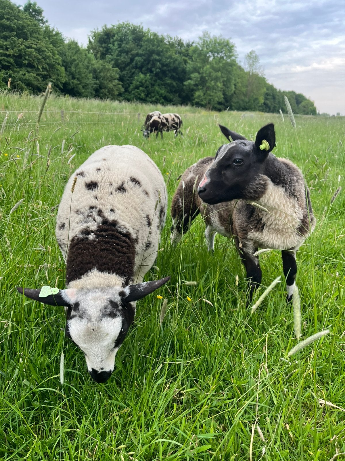 2 stamboek bonte rammen, Dieren en Toebehoren, Mannelijk, Schaap