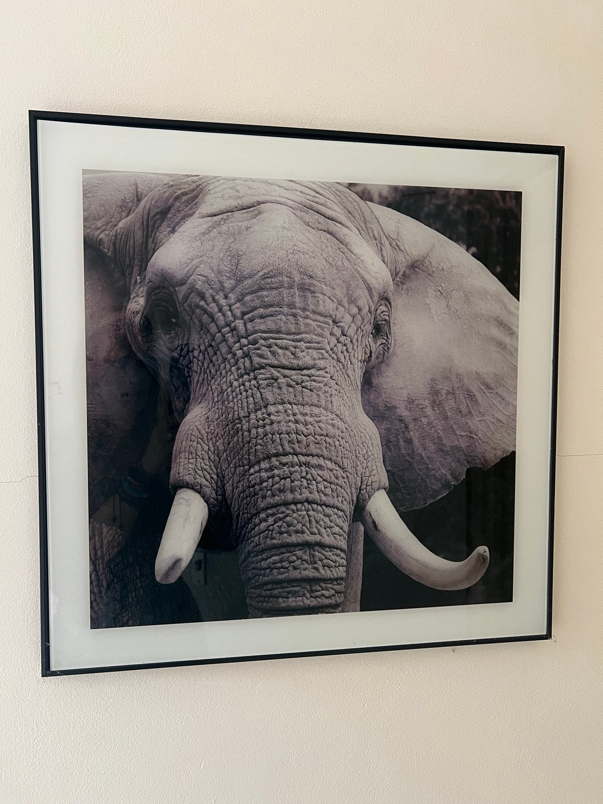 Intratuin olifant schilderij ingelijste foto, Ophalen, Minder dan 50 cm, Zo goed als nieuw, Schilderij