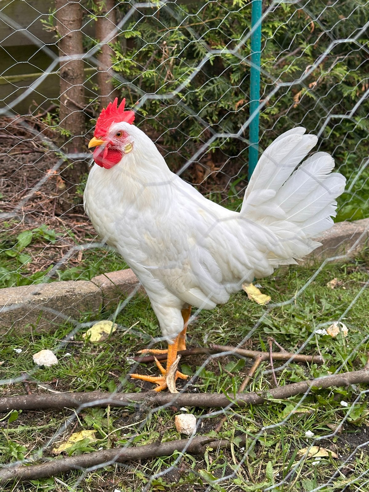 Leghorn haan, Mannelijk, Kip