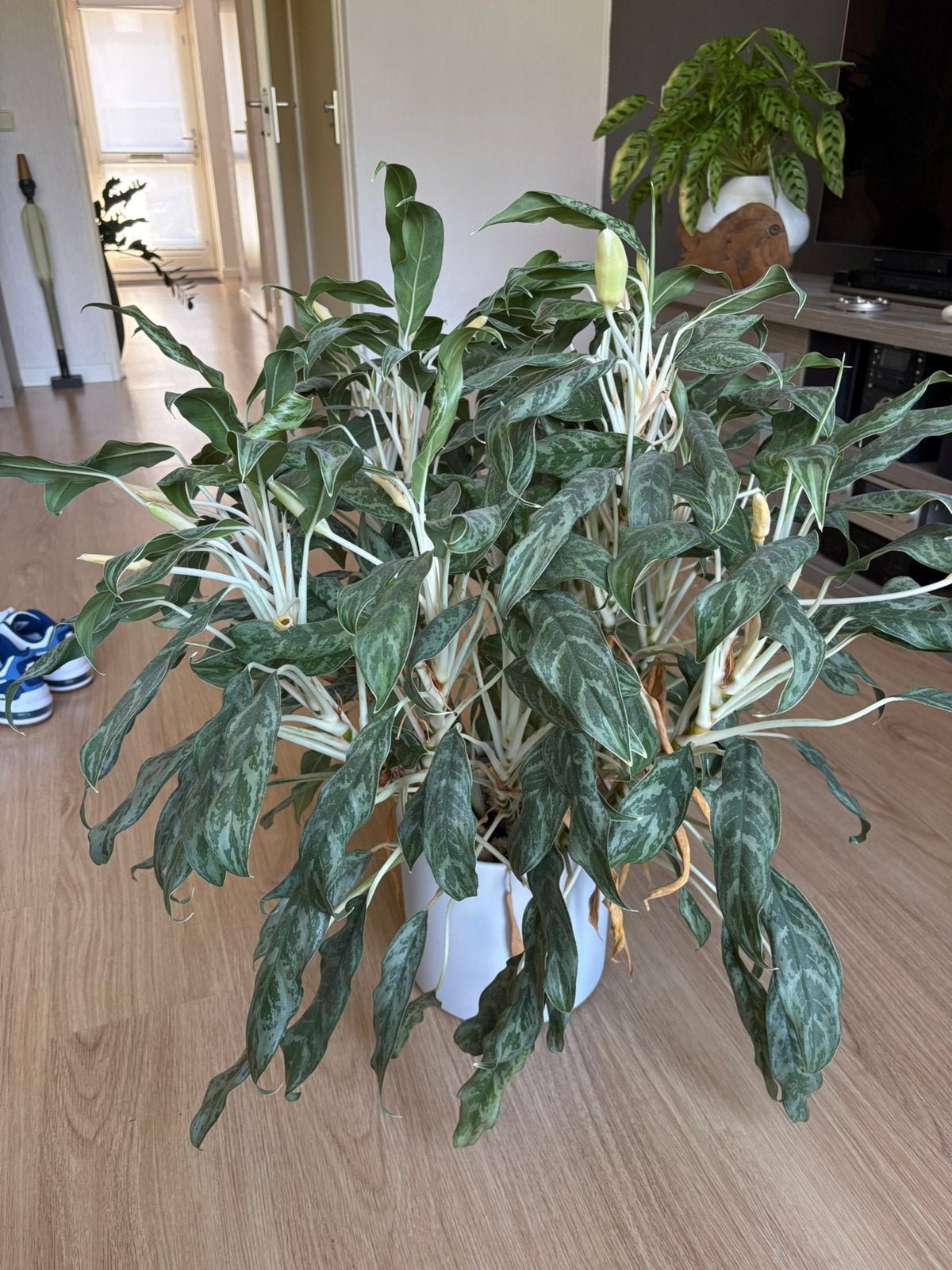 Aglaonema “greyhound” (Chinese Evergreen), Groene kamerplant, Ophalen, Halfschaduw, Minder dan 100 cm