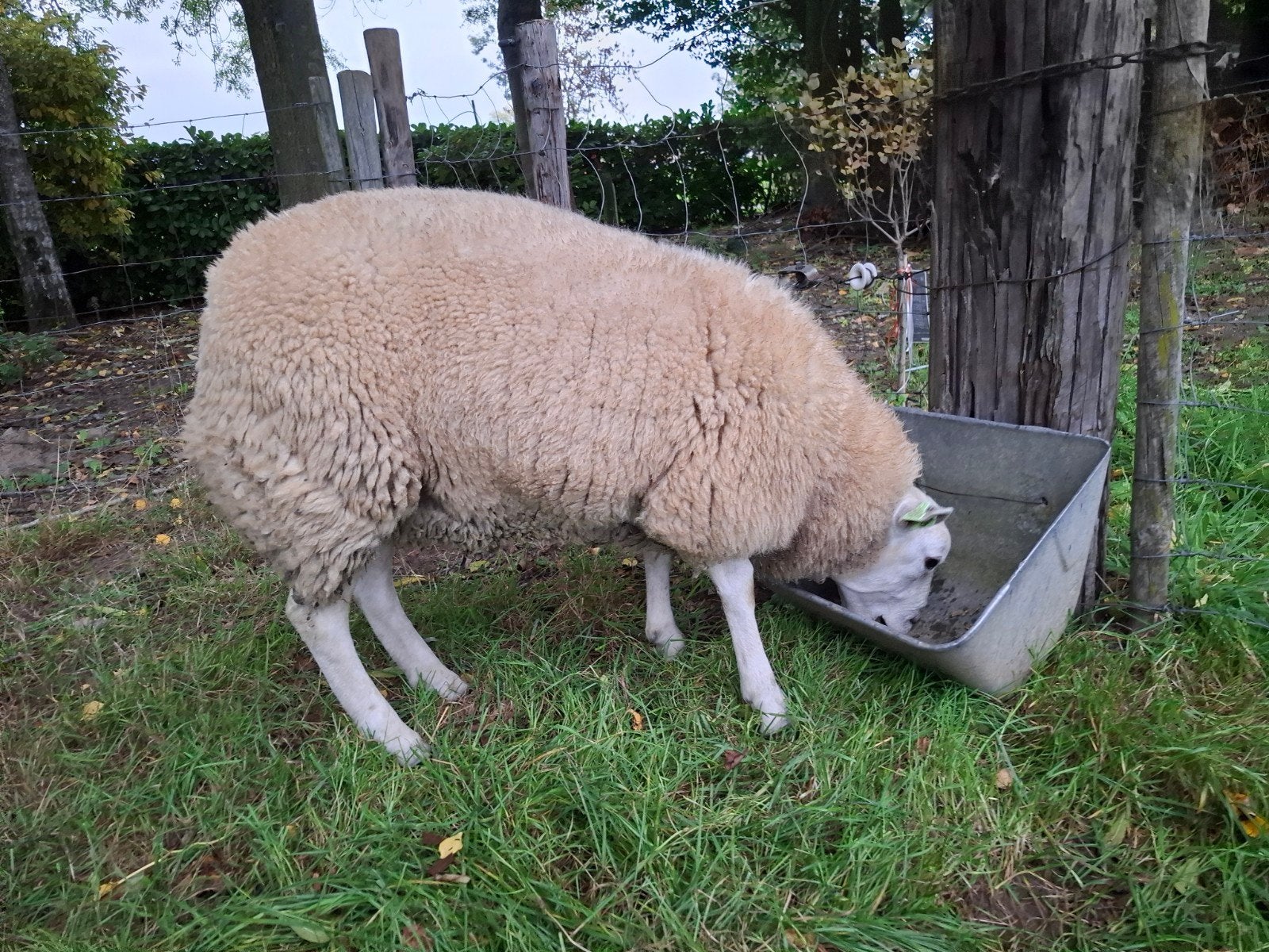 swifter dekram, Dieren en Toebehoren, Mannelijk, Schaap