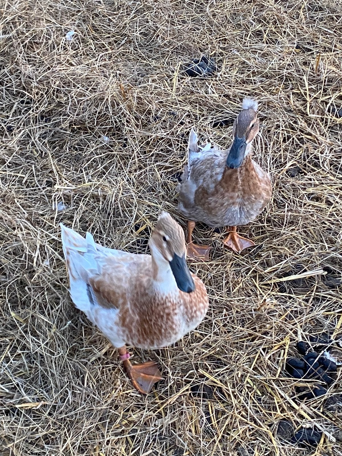 3 oudhollandse kuifeenden, Meerdere dieren, Eend