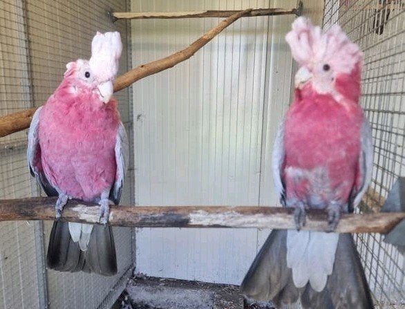 koppel bijna tamme kakatoes, Dieren en Toebehoren, Meerdere dieren, Papegaai, Pratend