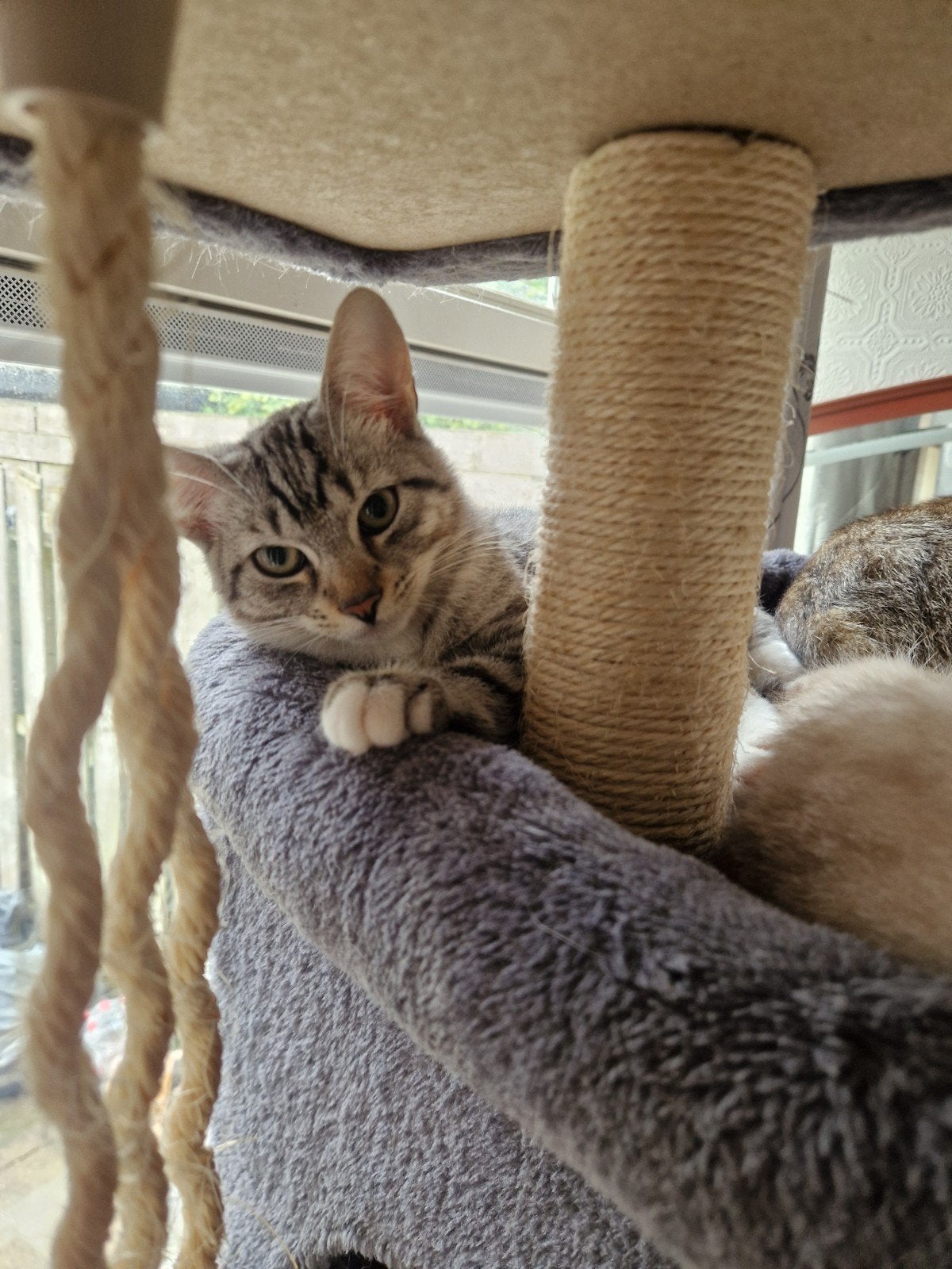 kittens, Dieren en Toebehoren, Poes
