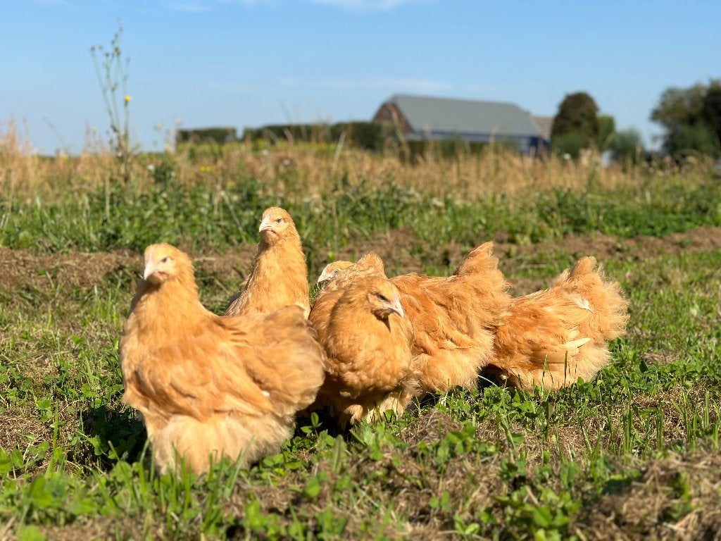 Jonge tamme Orpington kippen gesekst en ingeënt, Dieren en Toebehoren, Pluimvee, Vrouwelijk, Kip