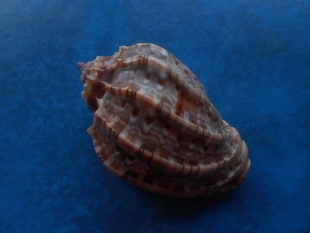 Schelpen: Harpa harpa L. (lichte variëteit) gem 54mm, Verzenden, Schelp(en)