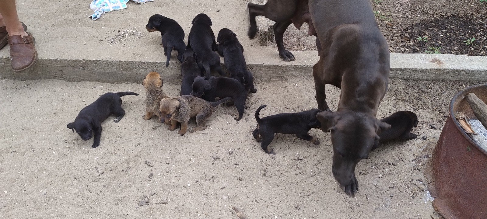 Rottweiler x Weimaraner/Rhodesian Ridgeback pups, Overige rassen, 8 tot 15 weken, Meerdere, Meerdere dieren