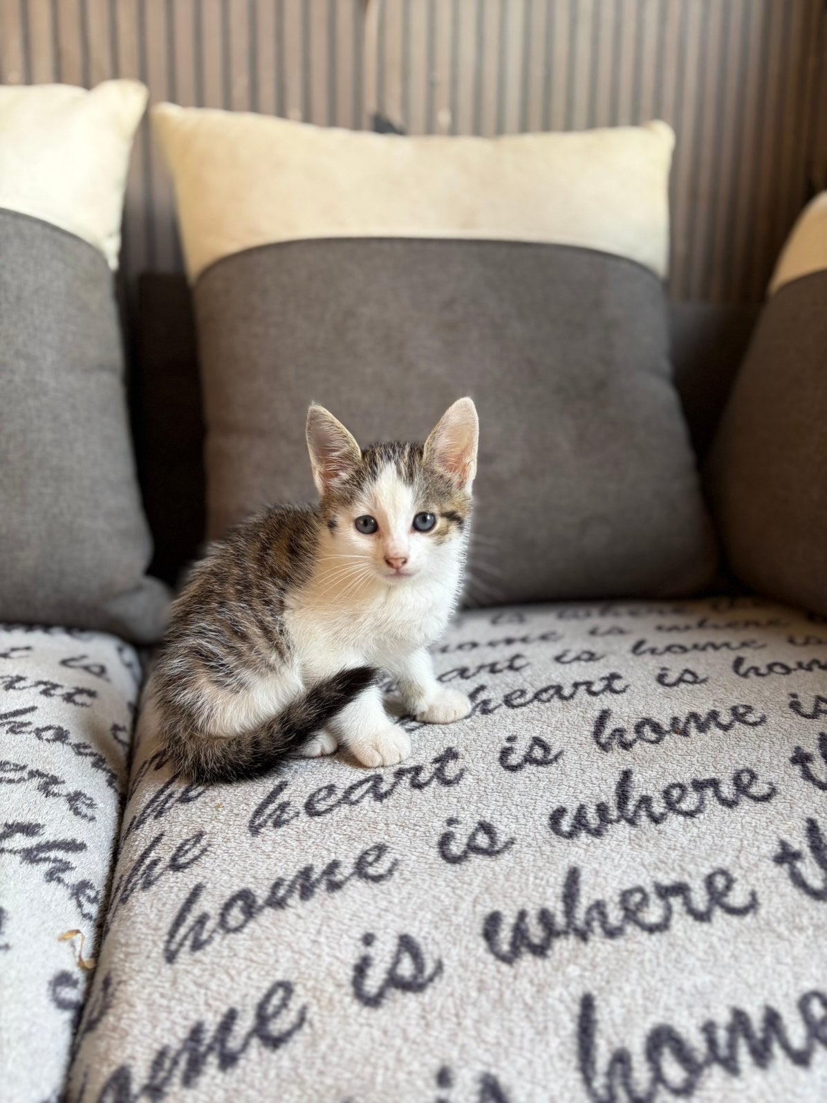 5 kittens zoeken een gouden thuis ., Dieren en Toebehoren, Meerdere dieren