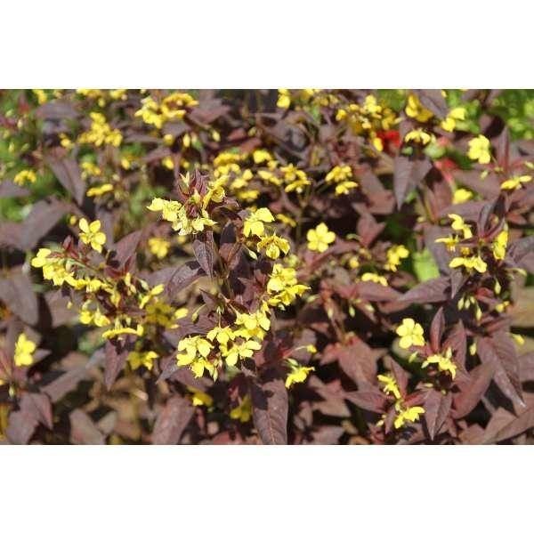 Vaste planten: Lysimachia ciliata 'Firecracker'(Wederik) p9, Tuin en Terras, Planten | Tuinplanten, Vaste plant, Halfschaduw, Zomer