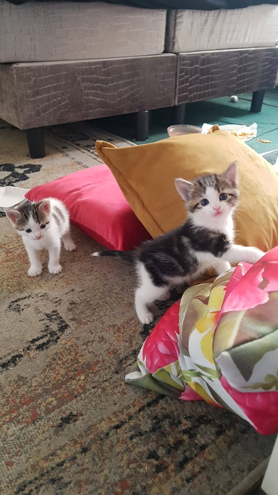 Kittens, Dieren en Toebehoren, Katten en Kittens | Overige Katten, Meerdere dieren