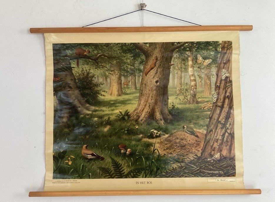 GEZOCHT Schoolplaat in het bos, Ophalen of Verzenden, Geschiedenis