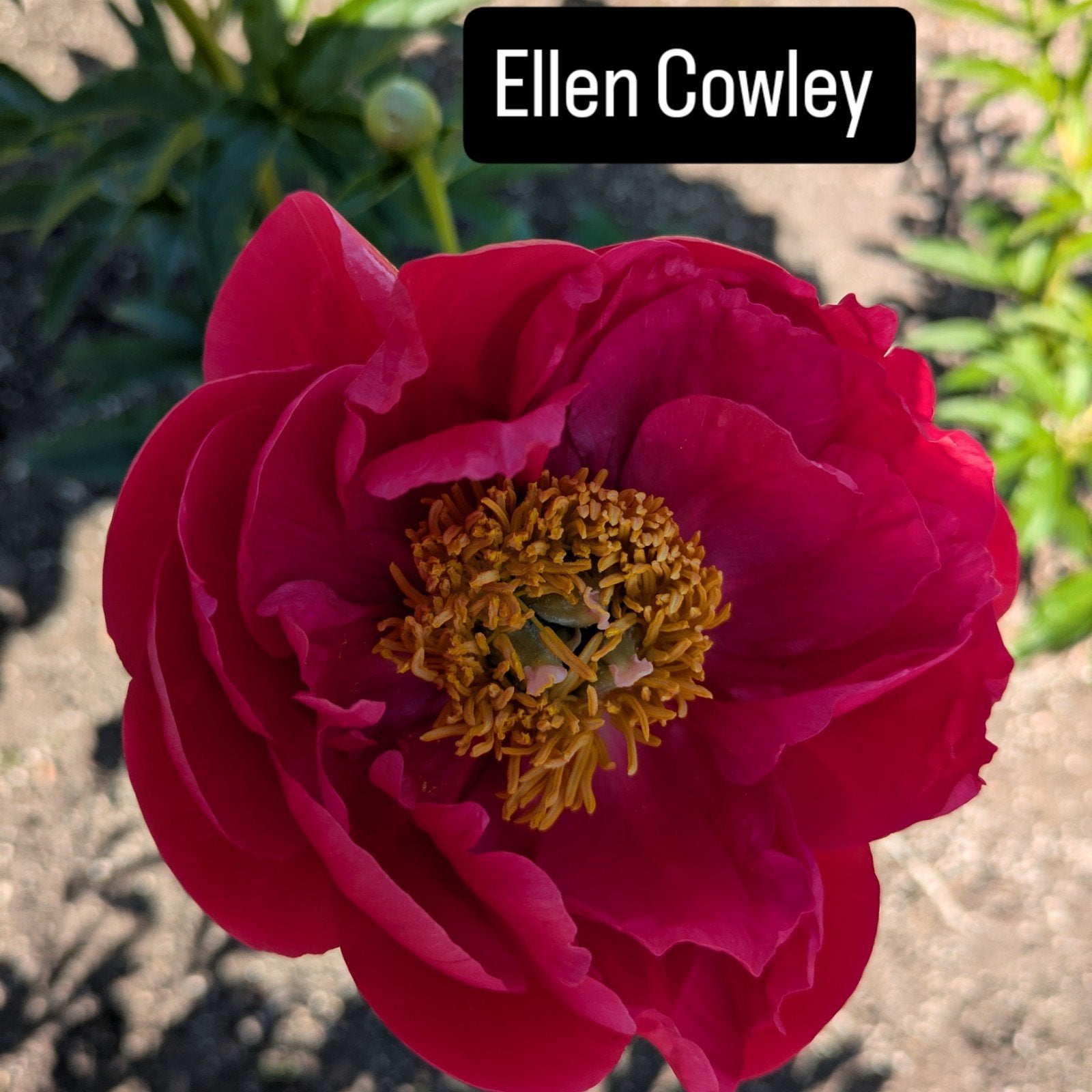 Pioenrozen Ellen Cowley, Tuin en Terras, Planten | Tuinplanten, Overige soorten, Volle zon, Vaste plant, Ophalen of Verzenden