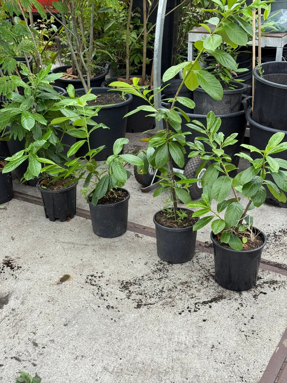 Haag laulier div lente 7 stuks top geworteld in 1 koop 25,00, Ophalen, Laurier, Struik, 100 tot 250 cm