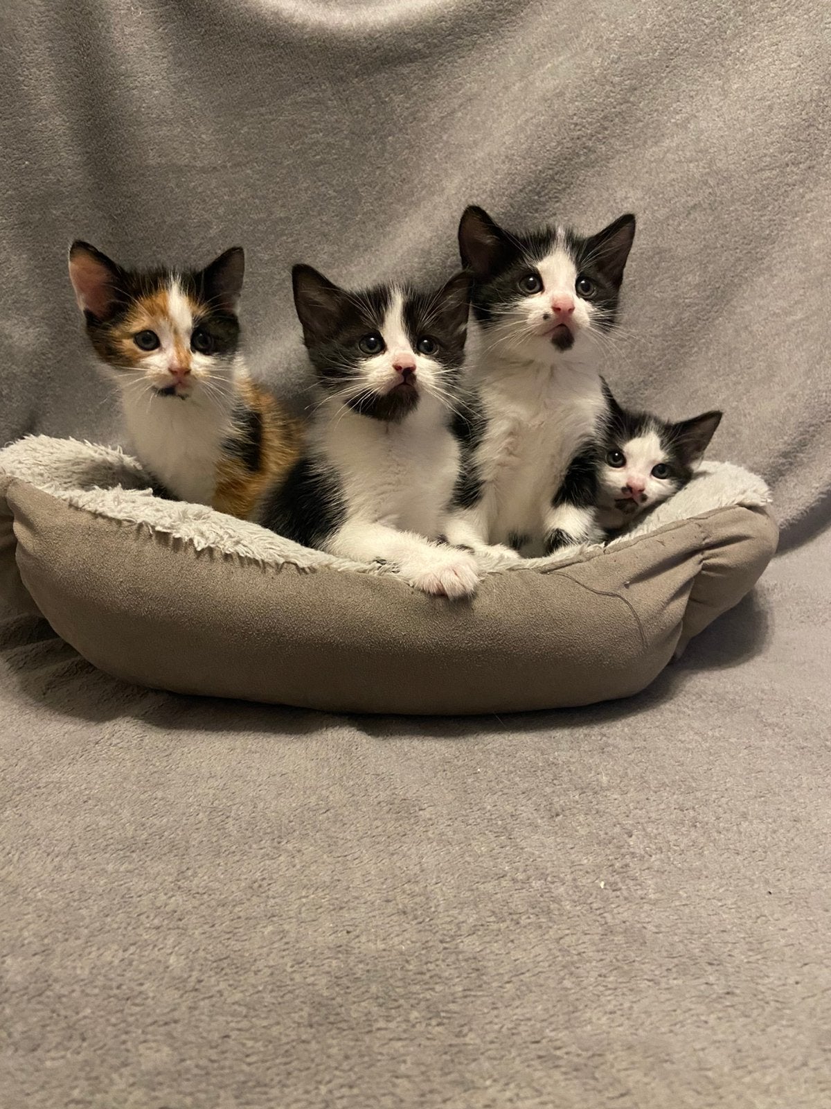 4 Lieve kittens, Meerdere dieren, Kortharig, 0 tot 2 jaar