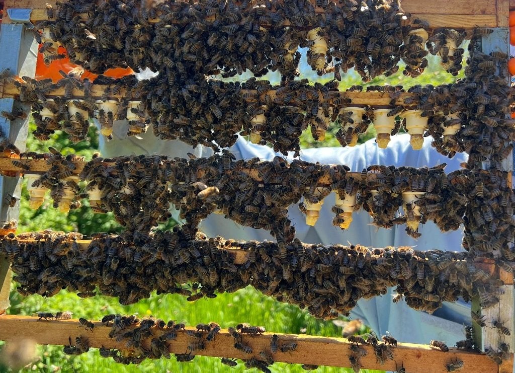 Buckfast koninginnen 2026, Bijen
