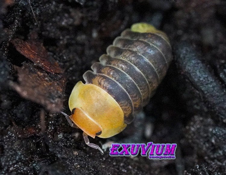 Cubaris sp. Helios isopods / pissebedden, Dieren en Toebehoren, Overige soorten