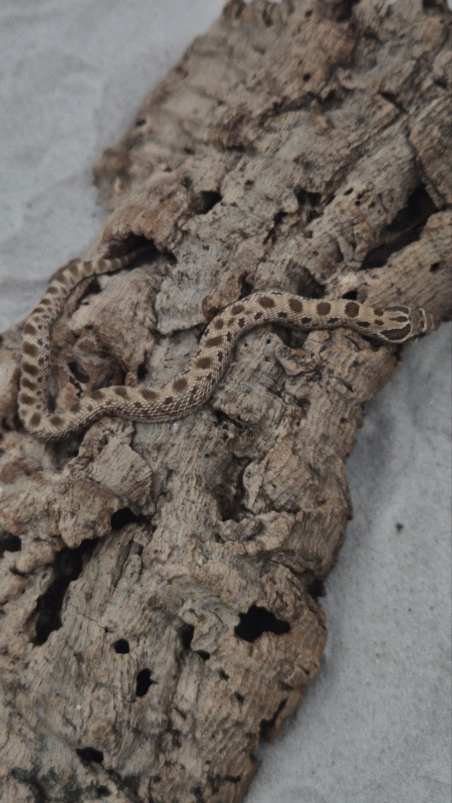 Haakneusslang het snow Hognose Snake photo 3