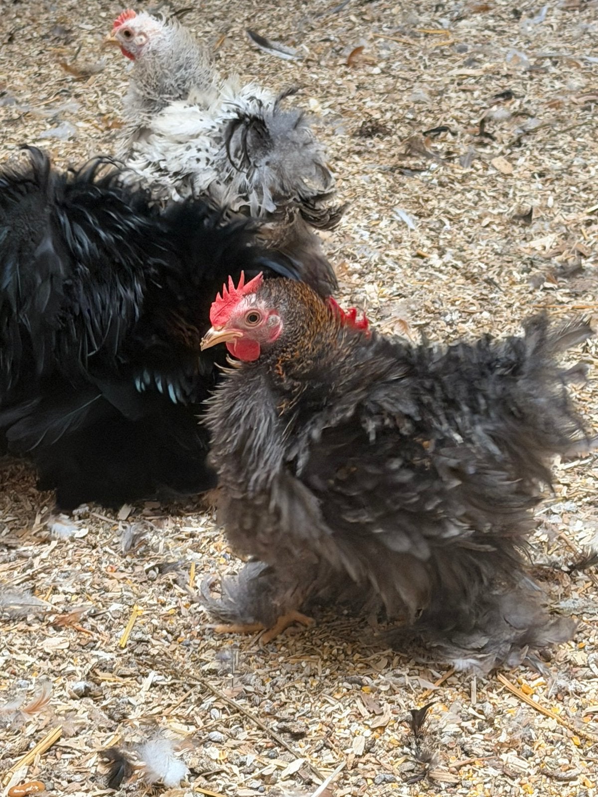 Lieve cohin krul hanen, Dieren en Toebehoren, Mannelijk, Kip