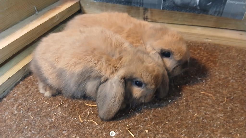 Koppel lieve Ned Hangoordwergjes 8wk Madagaskar ram/voedster, Dieren en Toebehoren, Konijnen, Meerdere dieren, Dwerg, Hangoor