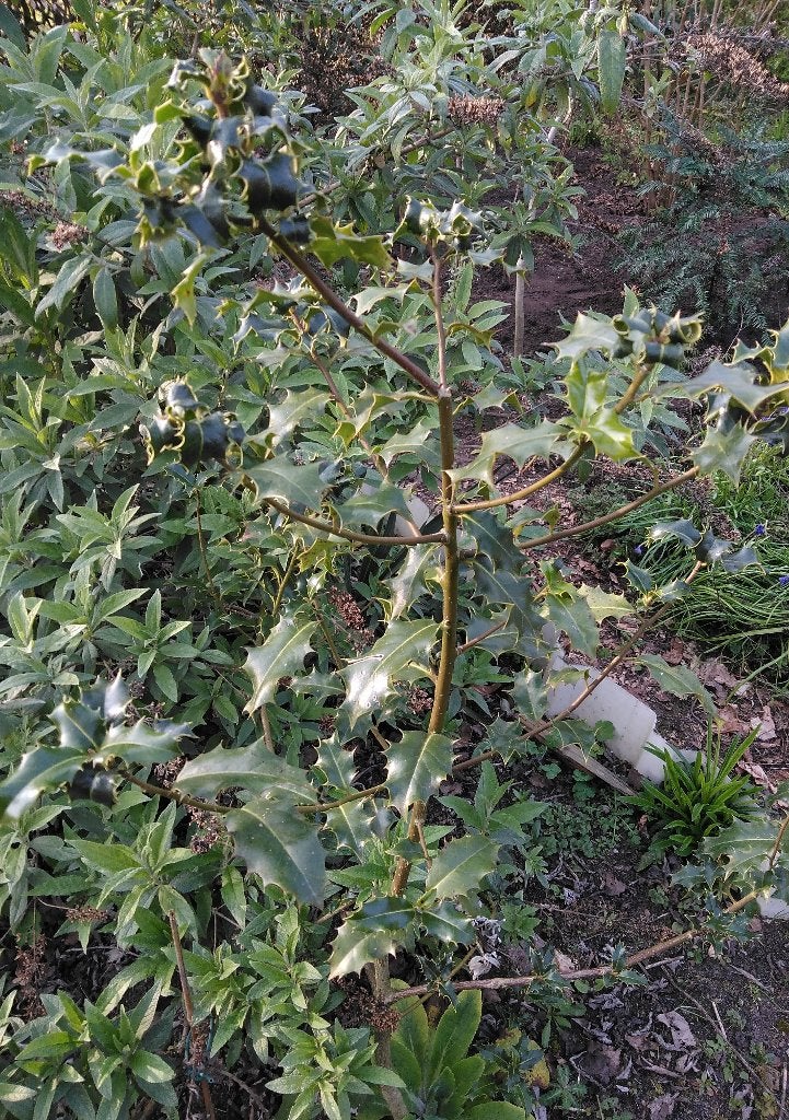 Jonge Hulst, Vaste plant, Bloeit niet, Halfschaduw, Ophalen