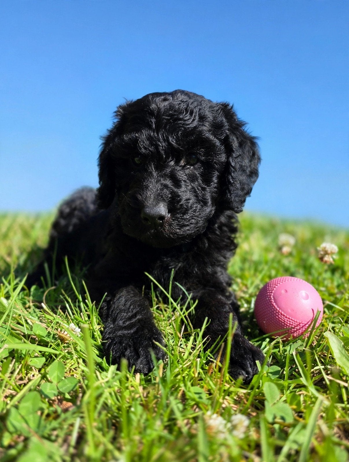 Labradoodle puppie's F1BB generatie 2 💖Teefjes💖 Beschikbaa, Overige rassen, CDV (hondenziekte), 8 tot 15 weken, Meerdere