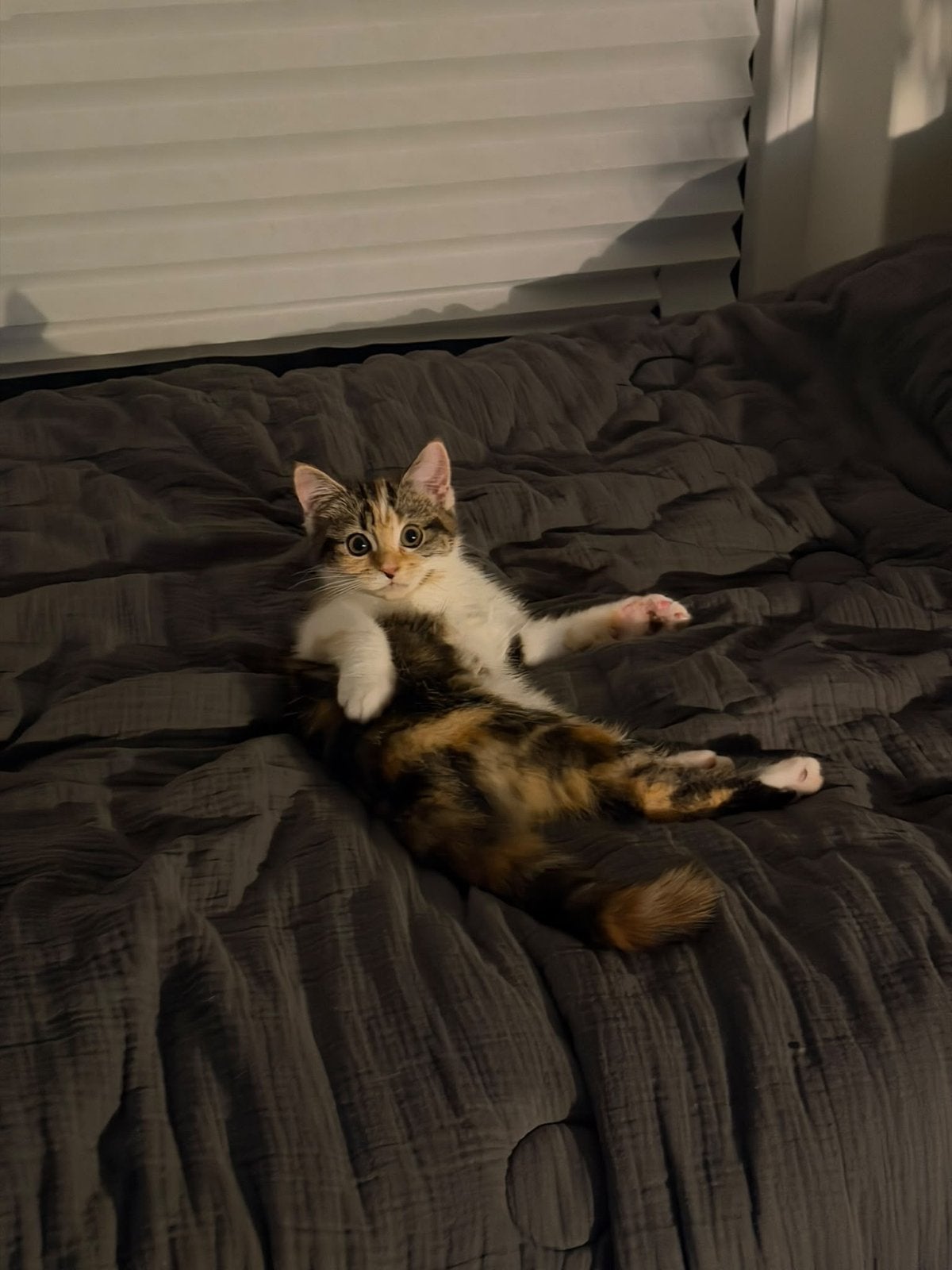 Lieve Chinchilla poes – bijna 5 maanden oud, Dieren en Toebehoren, Katten en Kittens | Overige Katten, Poes, Kortharig, 0 tot 2 jaar