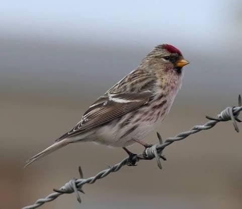 gezocht koppels Grote barmsijs wildkleur, Meerdere dieren, Wildzangvogel, Geringd
