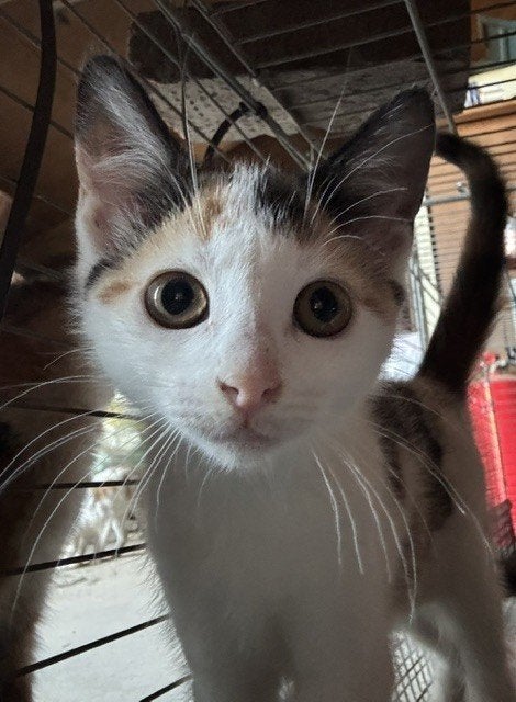 Lieve kittens zoeken een gouden mandje, Meerdere dieren, Ontwormd, 0 tot 2 jaar
