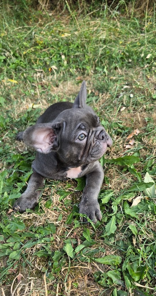Mooie Blue Franse Bulldog pups beschikbaar, 8 tot 15 weken, Parvo, Bulldog, Meerdere