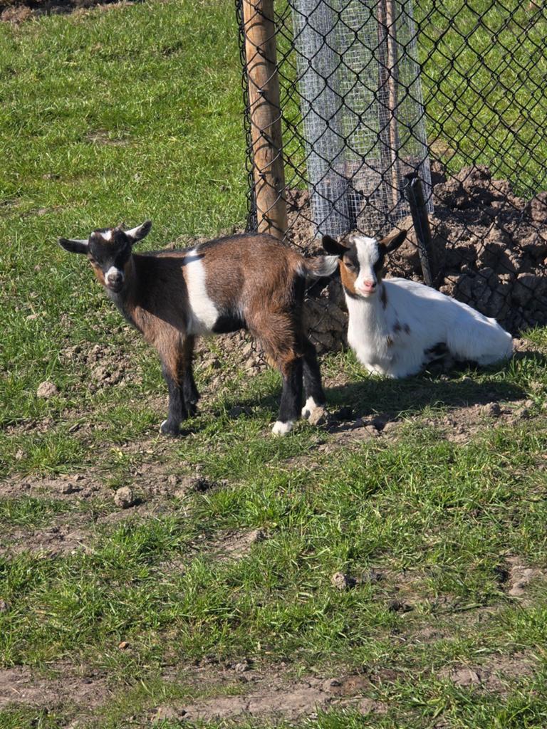 Dwerggeit moeder met 2 bokken, Dieren en Toebehoren, Schapen, Geiten en Varkens, Meerdere dieren, Geit