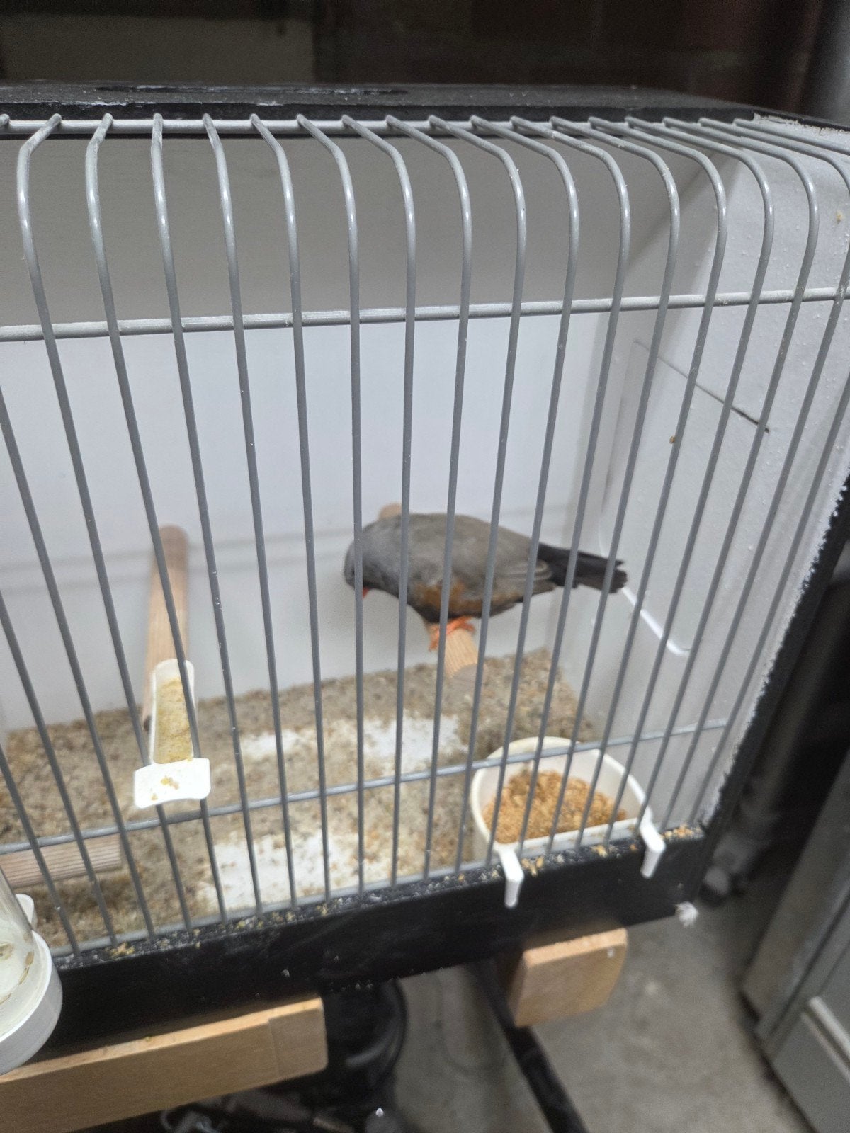 gezocht charcoal zebravinken, Dieren en Toebehoren, Meerdere dieren, Tropenvogel, Geringd
