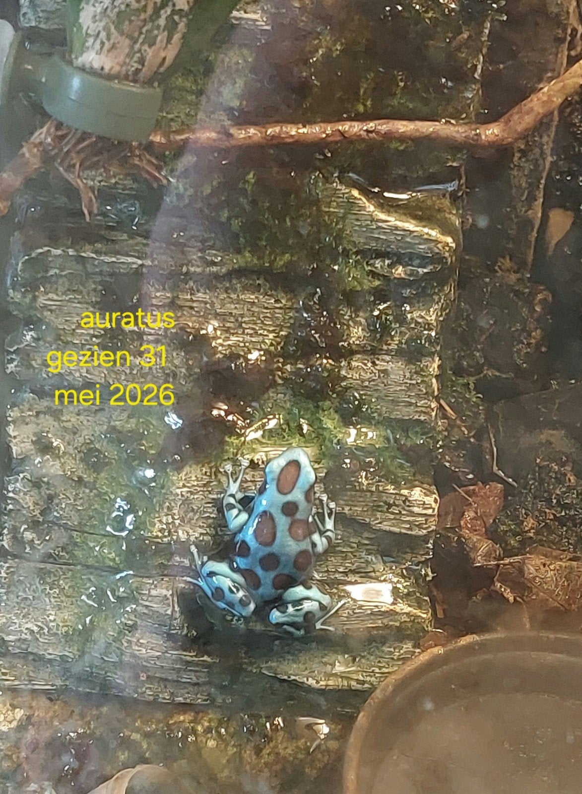Vrouwtje Dendrobates auratus (El cope), Dieren en Toebehoren, Reptielen en Amfibieën, 0 tot 2 jaar