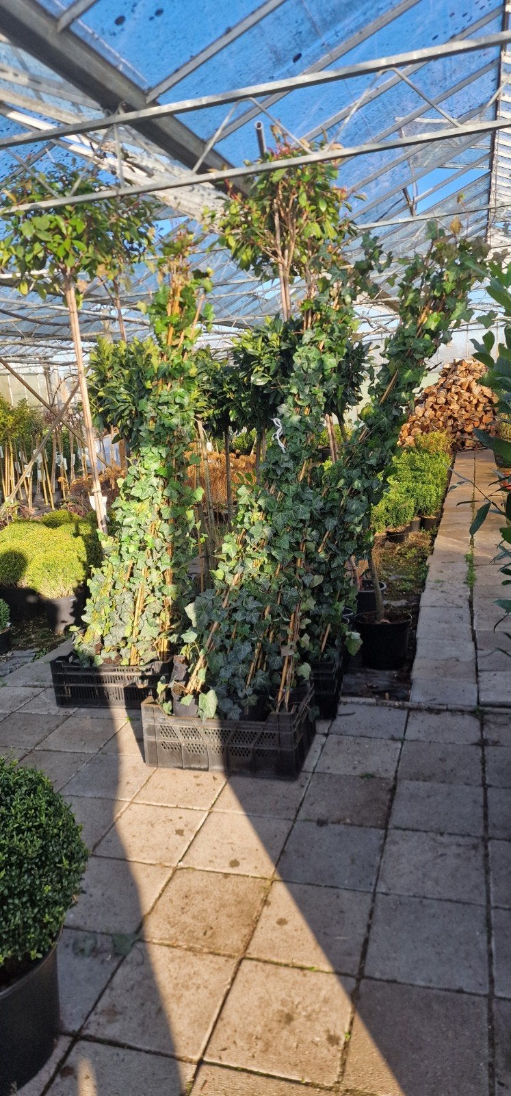 Hedera in C2 pot - diverse hoogtes, Ophalen