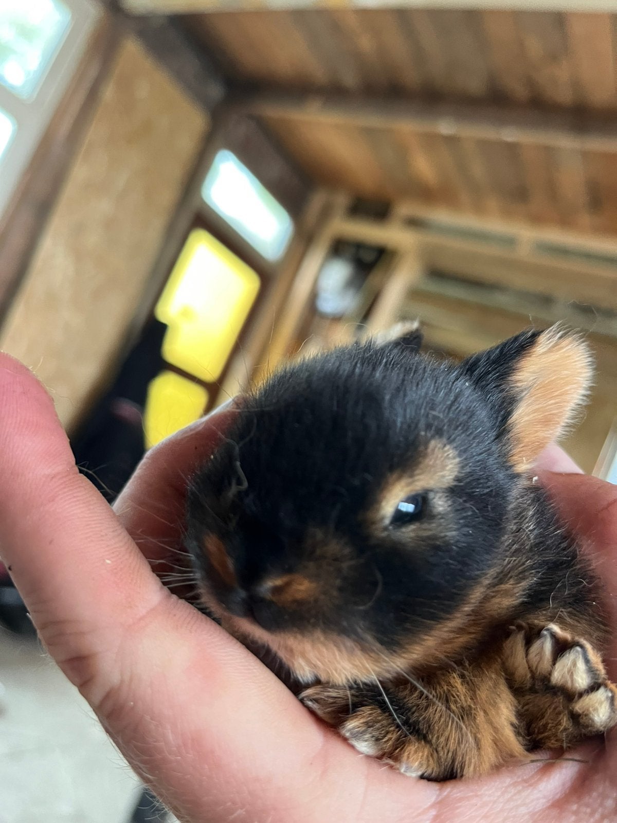 Black and tan konijnen, Dieren en Toebehoren, Juli, Meerdere dieren, Overige typen, Tam