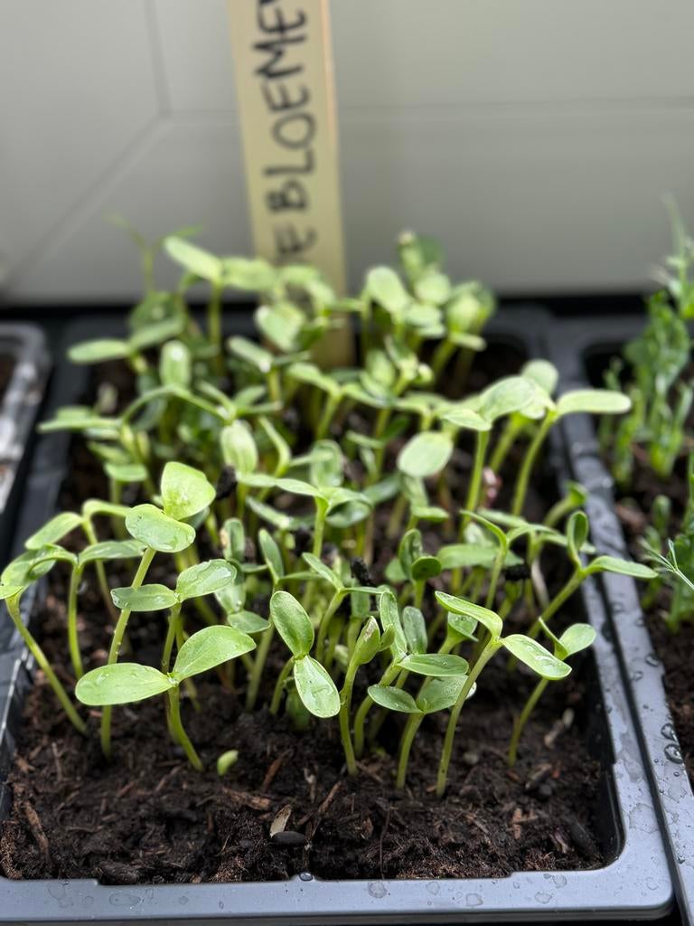 Biologische Zonnebloem Kiemzaden - 70g - Getest Kiemkracht, Verzenden, Voorjaar, Volle zon, Zaad