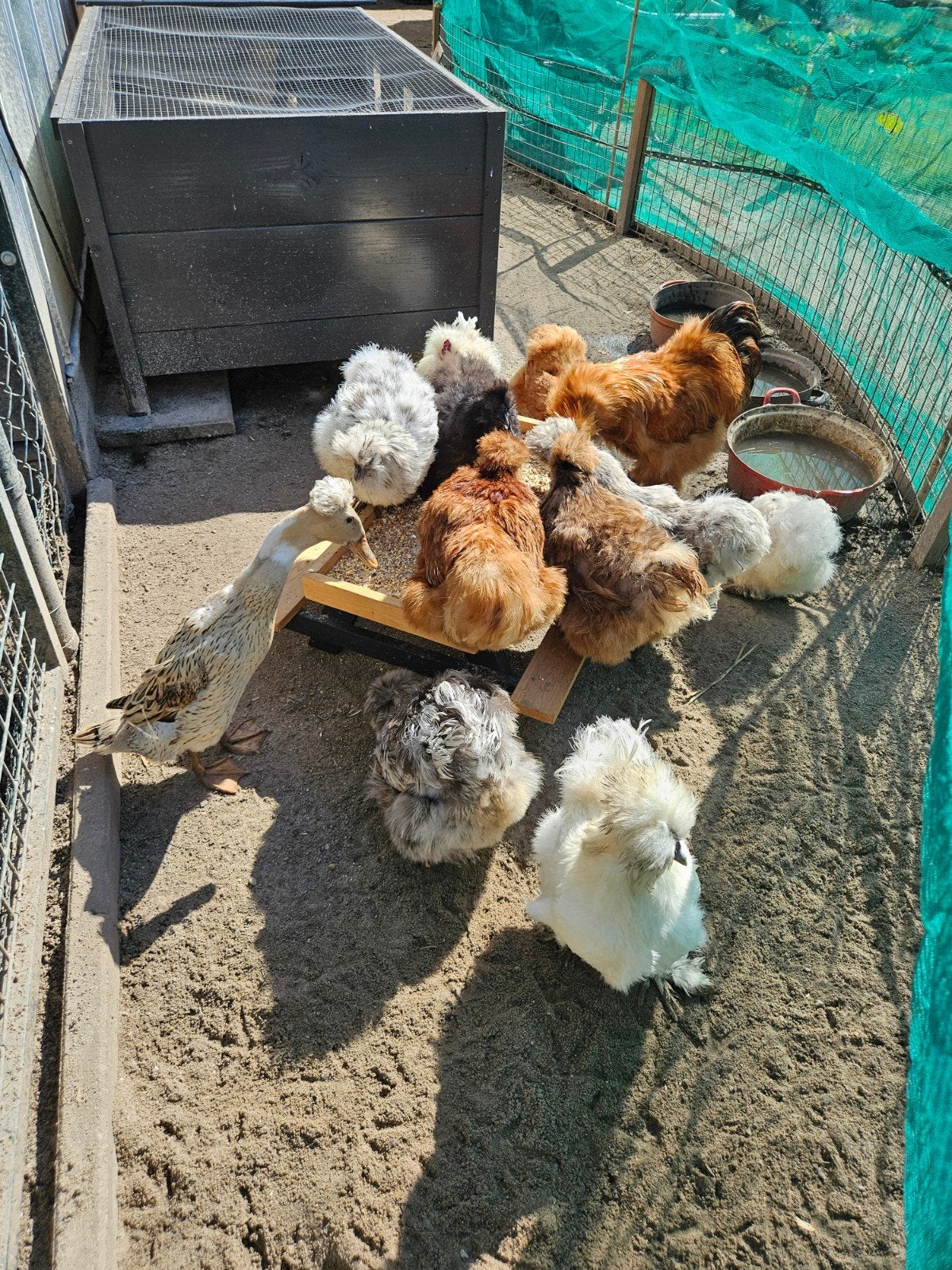 Zijdehoen broedeieren, Dieren en Toebehoren, Pluimvee, Geslacht onbekend, Kip