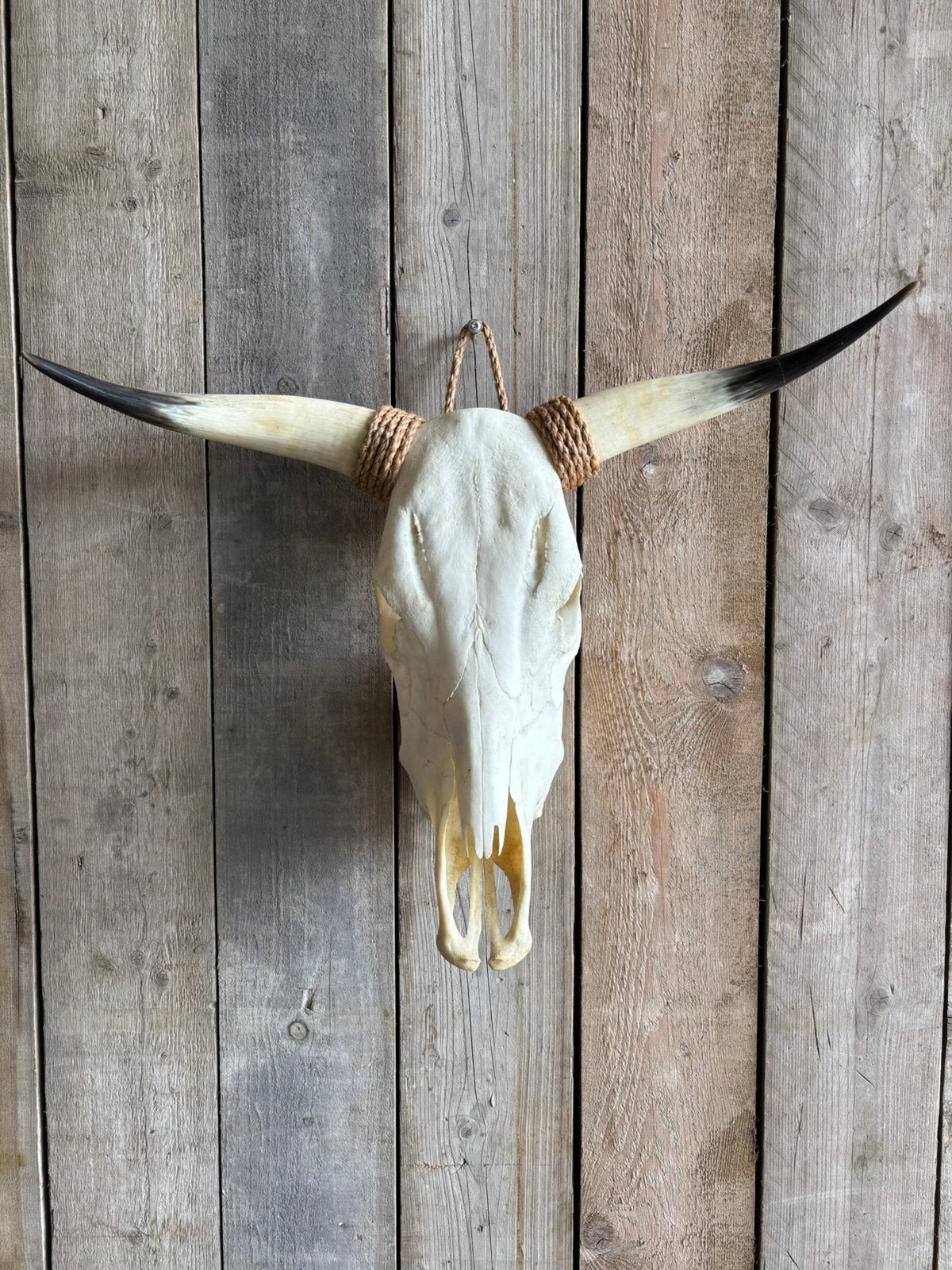 Mooie stoere stierenschedel, Ophalen, Nieuw, Overige soorten, Schedel