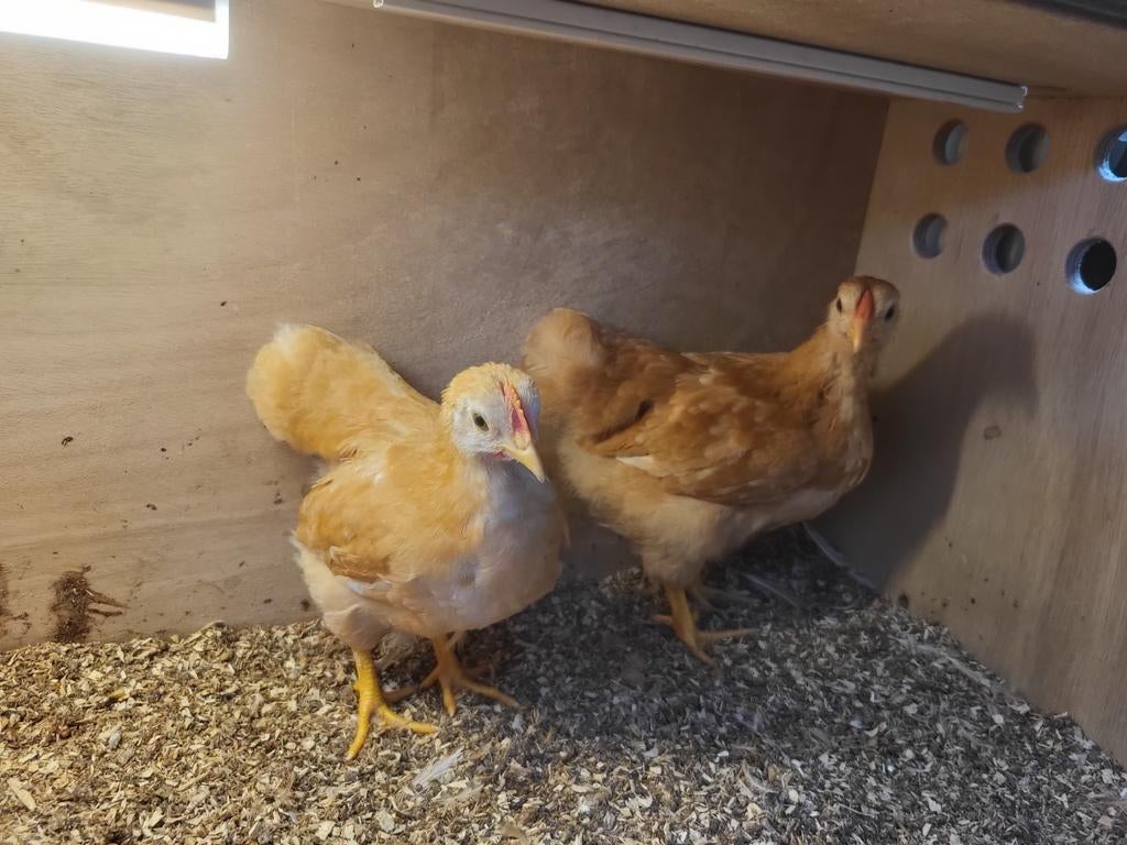 Wyandotte kriel Buff, Dieren en Toebehoren, Meerdere dieren, Kip