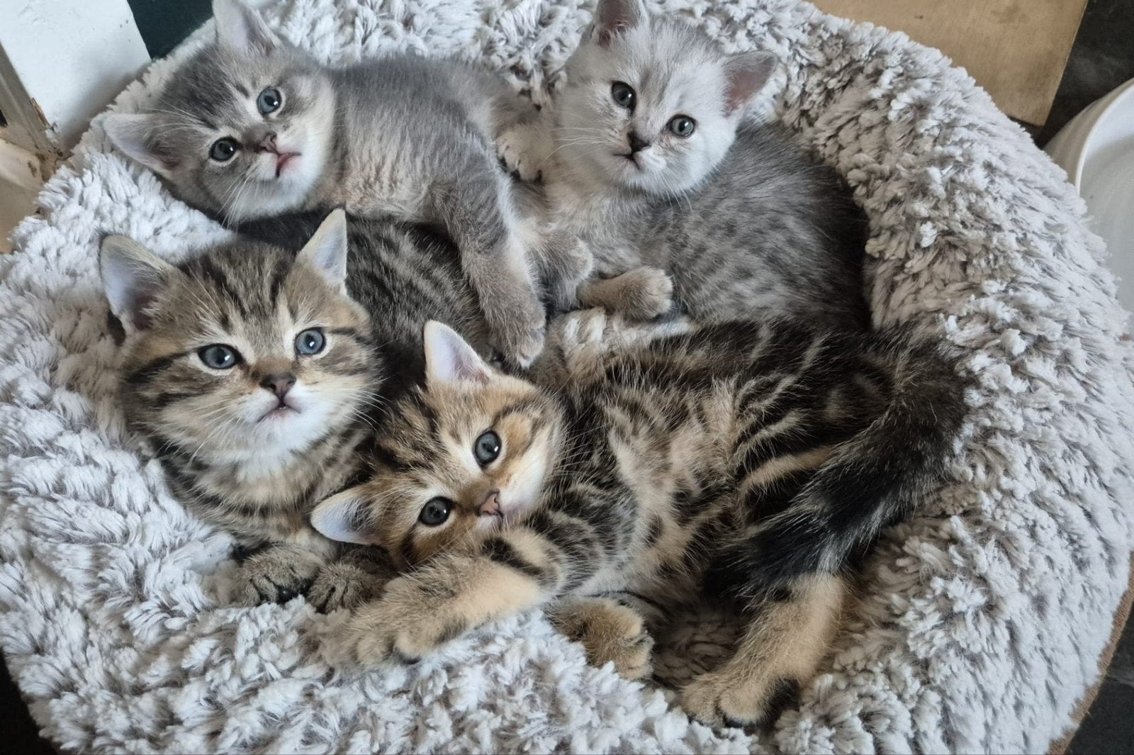 Lieve Brits/Britse korthaar kittens, 1 poesje beschikbaar., Meerdere dieren, Gechipt