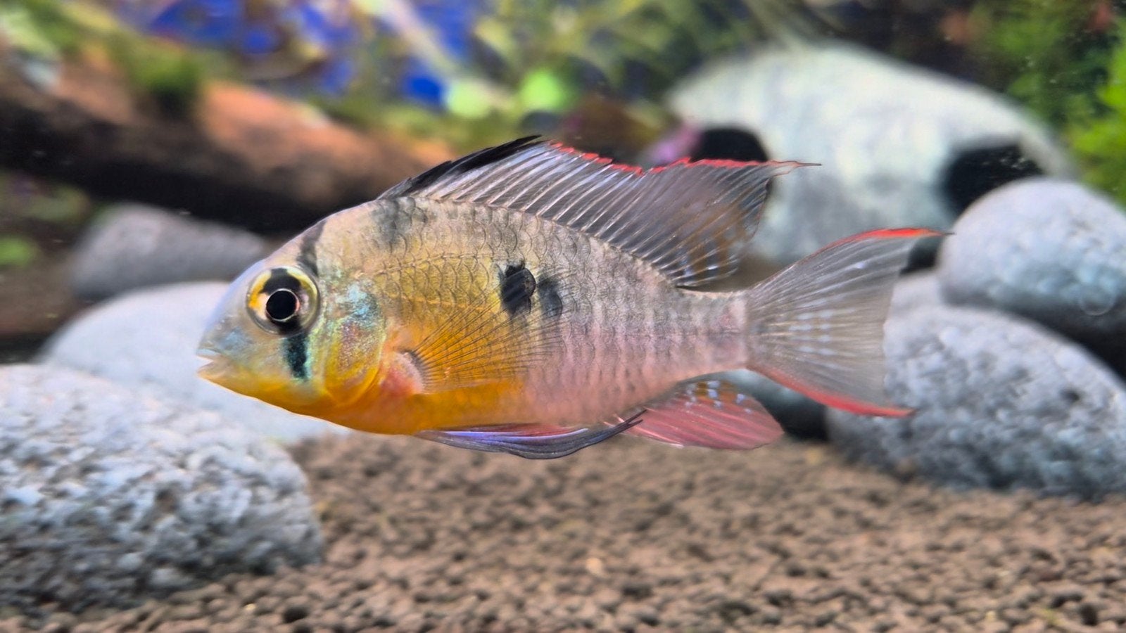 Mooie vissenbestand, Dieren en Toebehoren, Vissen | Aquariumvissen, Vis