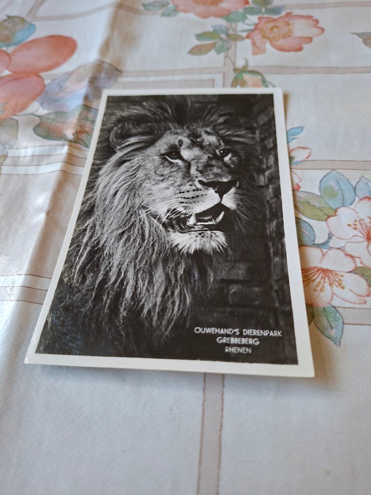 Ouwehand's Dierenpark Rhenen  4 x, Verzamelen, Ophalen of Verzenden, 1940 tot 1960, Gelopen, Gelderland