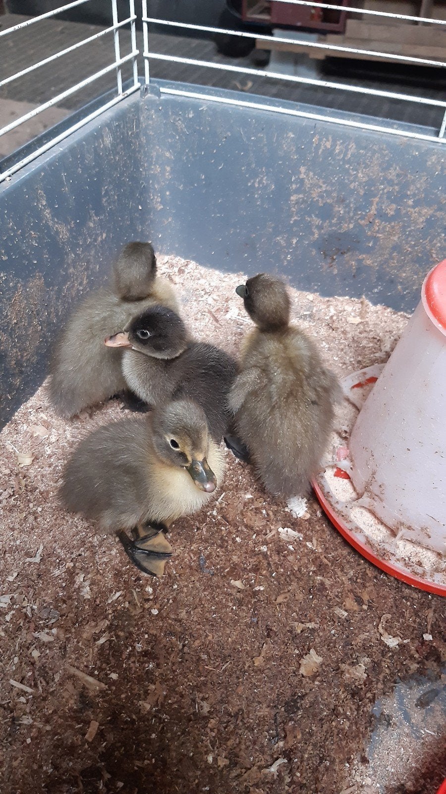 Loopeenden, Dieren en Toebehoren, Pluimvee, Meerdere dieren, Eend