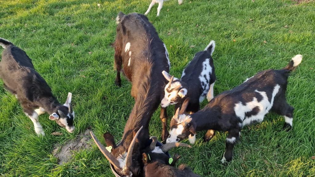 Mooie bonte geiten, Meerdere dieren, Schaap
