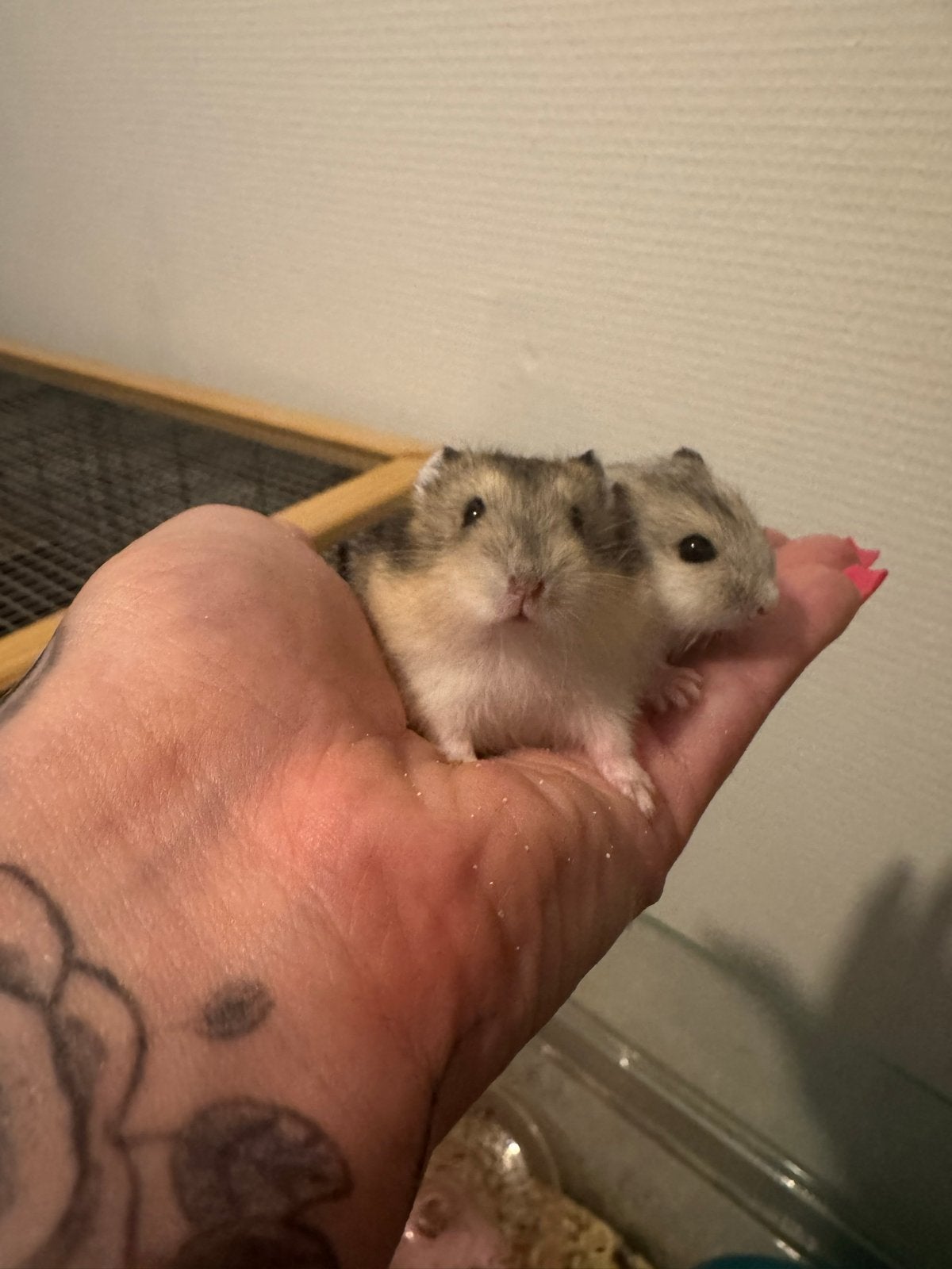 lieve handtamme jonge dwerghamsters opzoek naar een huisje, Dieren en Toebehoren, Knaagdieren, Hamster, Mei, Meerdere dieren, Tam