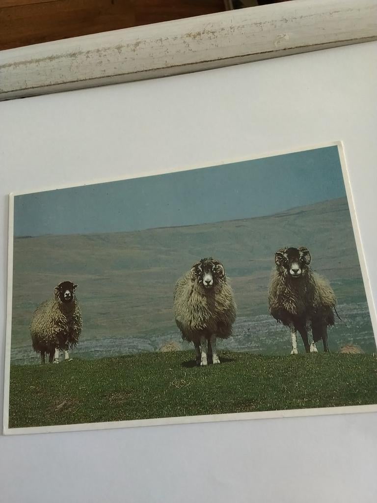 HIGH NOON. 1993. SCHAPEN, Ophalen of Verzenden, 1980 tot heden, Sterren en Beroemdheden