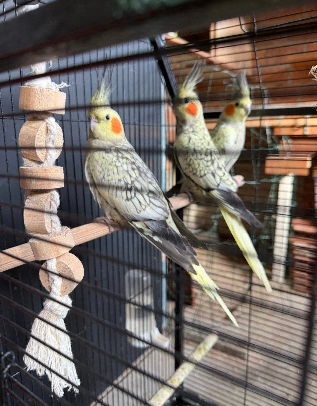 Valkparkieten popje en mannetjes, Meerdere dieren, Parkiet, Tam