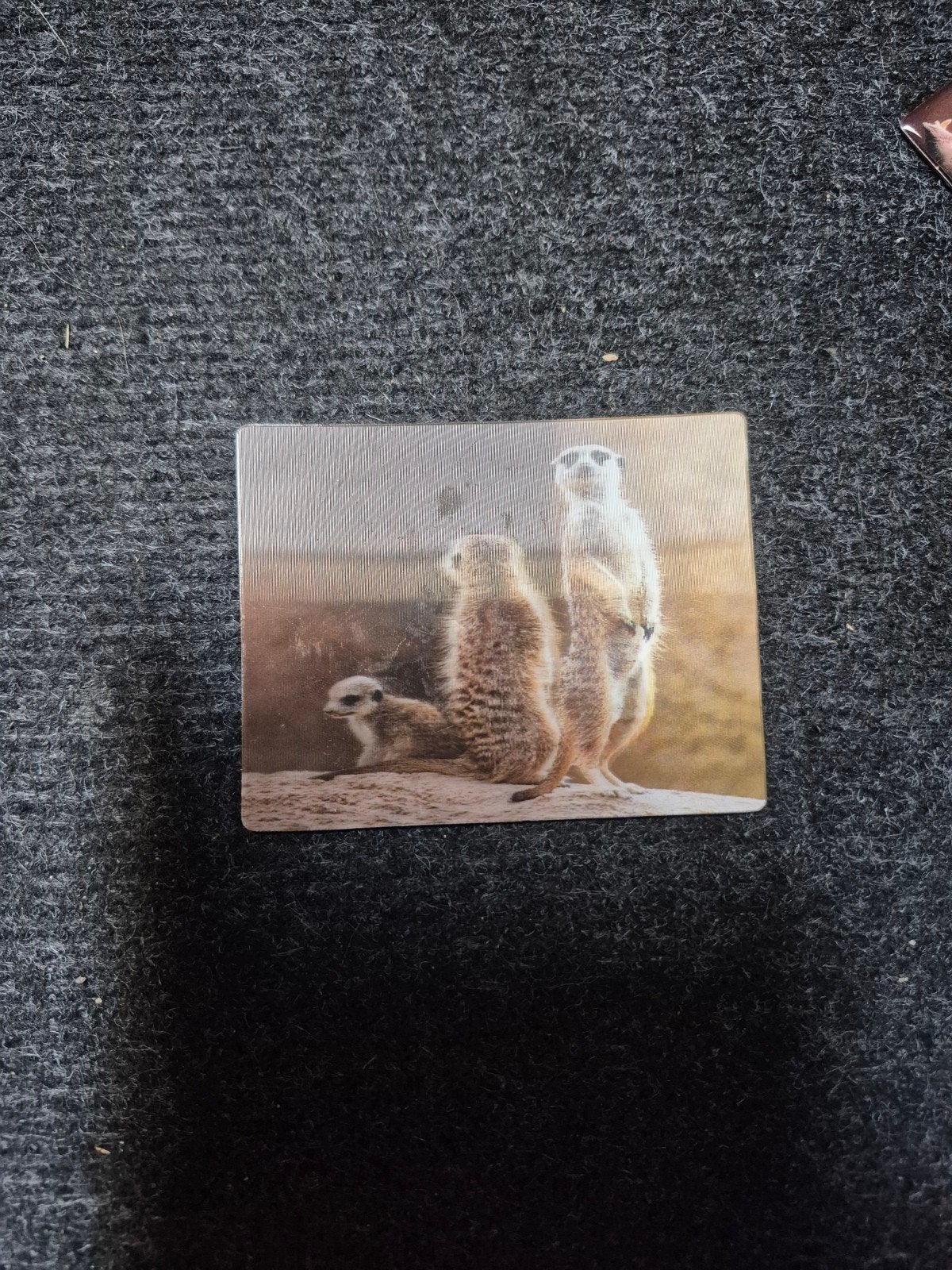 3d stokstaartje magneet, Ophalen of Verzenden, Zo goed als nieuw, Beeldje of Figuurtje